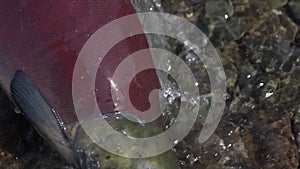 Wild red salmon fish swimming in water and splashing during spawning