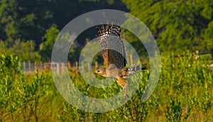 Wild Red shouldered Hawk - Buteo lineatus - flying low over meadow, prairie, marsh with wings up, legs and talons down