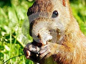 Wild red squirrel eating a nut.