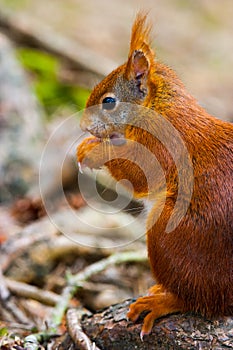 Wild Red Squirrel Formby England