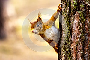 Wild Red Squirrel Formby England