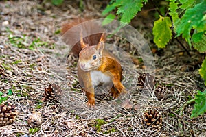 Wild Red Squirrel Formby England