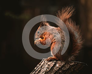 A wild red squirrel on a tree stump feeding on nuts