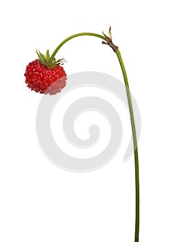 Wild red strawberry on stem isolated on white