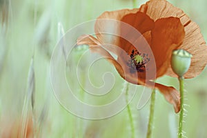 Wild red summer flower