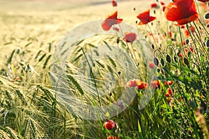 Wild red summer poppies in wheat field.