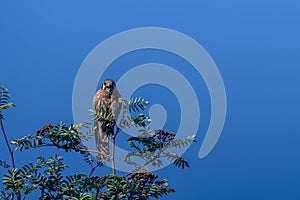 Wild Red Tailed Hawk Looking For Prey Against A Brilliant Blue Sky