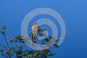 Wild Red Tailed Hawk Looking For Prey Against A Brilliant Blue Sky