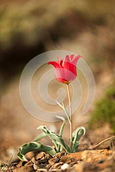 Wild red tulip flower