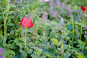 Wild Red Tulips in green grass at spring