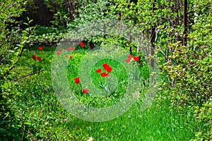 Wild red tulips in a grove