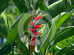 Wild red and yellow Palulu plant Heliconia flower in tropical Suriname South-America photo