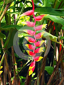 Wild red and yellow Palulu plant Heliconia flower in tropical Suriname South-America photo