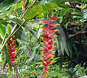 Red and yellow Heliconia flowers Palulu plants in tropical Suriname South-America photo