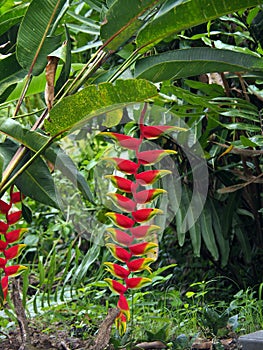 Red and yellow Heliconia flowers Palulu plants in tropical Suriname South-America photo
