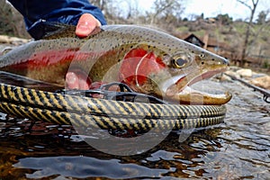 Wild redband rainbow trout caught on the Boise River, Idaho