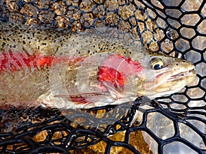 Wild redband rainbow trout caught on the Boise River, Idaho