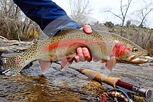 Wild redband rainbow trout caught on the Boise River, Idaho