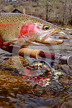 Wild redband rainbow trout caught on the Boise River, Idaho