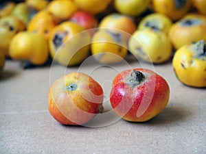 Wild reddish hawthorn fruits