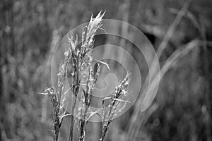 Wild reed in black and white in field