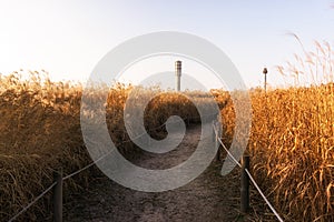 Wild reeds in haneul park photo