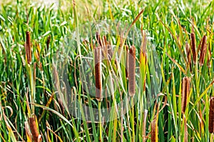 Wild reeds to uso as wallpaper photo