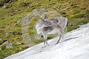 Wild reindeer in Arctic tundra - Spitsbergen