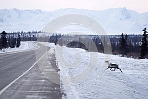 Wild Reindeer Caribou Attempts to Cross Icy Highway Northern Alaska