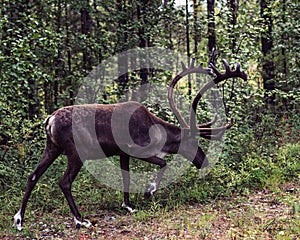 Wild reindeer finnland big horn brown nature