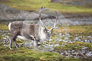 Wild reindeer in natural habitat (Arctic)
