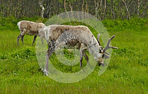 Wild reindeer in Norway during summer time