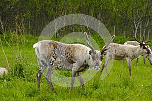 Wild reindeer in Norway during summer time