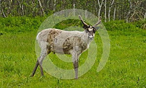 Wild reindeer in Norway during summer time