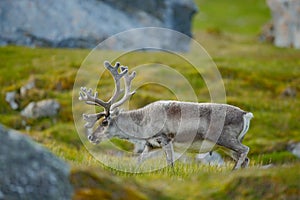 Wild Reindeer, Rangifer tarandus, with massive antlers in the green grass, Svalbard, Norway. Svalbard deer on the meadow in