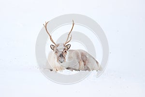 Wild Reindeer, Rangifer tarandus, with massive antlers in snow, Svalbard, Norway. Svalbard caribou, wildlife scene from nature,