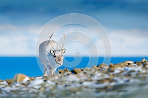 Wild Reindeer, Rangifer tarandus, with massive antlers in snow, Svalbard, Norway. Svalbard deer on rocky mountain in Svalbard. Wil