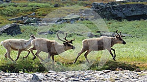 Wild reindeer running, Kungsleden hiking trail, Sweden