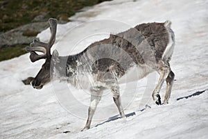 Wild reindeer on the snow - Arctic