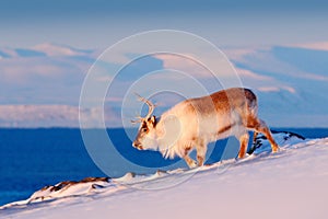 Wild Reindeer in snow, Svalbard, Norway. Deer on rocky mountain in Svalbard. Wildlife scene from nature. Animal above the sea.