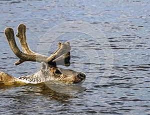 Wild reindeer swims along the river during the traditional spring migration