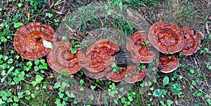 Wild Reishi Mushroom-Ganoderma Tsugae photo