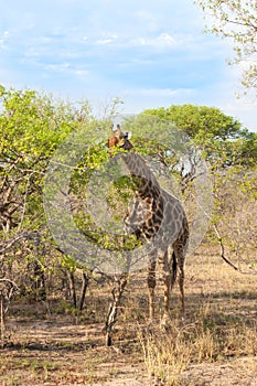 Wild Reticulated Giraffe and African landscape in national Kruger Park in UAR