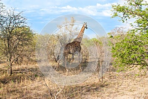 Wild Reticulated Giraffe and African landscape in national Kruger Park in UAR