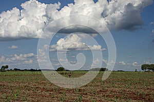 Wild rheas on a farm in Mato Grosso do Sul