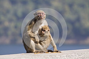 Wild Rhesus macaque monkey and young baby looking to monkey moth