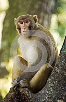 Wild Rhesus Monkey