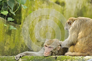 Wild rhesus monkeys