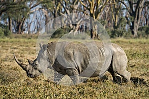 Wild rhino walking and eating grass in grassland at Lake Nakuru