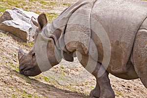 Wild Rhinoceros